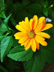 Yellow-orange calendula flower among green leaves. Calendula is a medicinal plant.