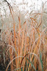 a dry cone of reeds in your hand, the down of reeds fluttering in the wind in the autumn