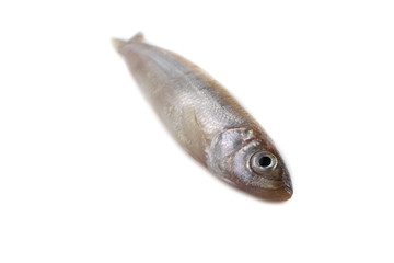 Smelt fish isolated on white. Pacific smelt variety