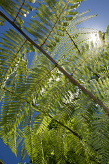 Coromandel New Zealand Cathedral Cove Hahei. Ferns and sun