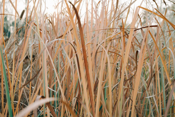 a dry cone of reeds in your hand, the down of reeds fluttering in the wind in the autumn