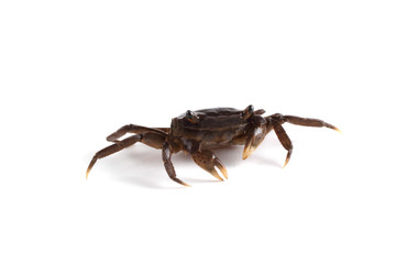 Little crab isolated on white background