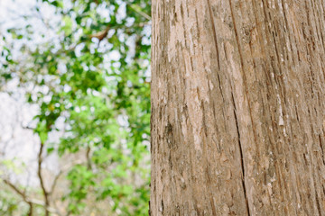 Teak tree in the forest 