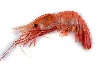 Big shrimp isolated on white