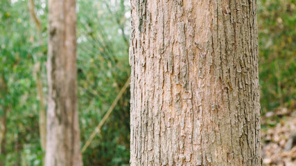 Teak tree in the forest 