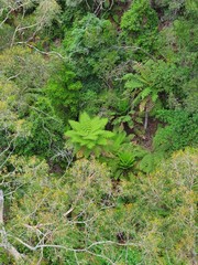green plants in the rainforest