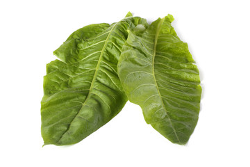 Two tobacco leaves
