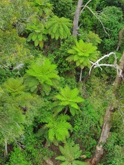 green plants in the rainforest
