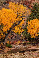 Cottonwoods in the Fall