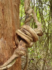 Knot from tree vines