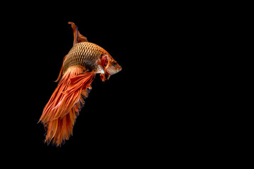 Halfmoon betta fish.Siamese fighting fish.red fighting fish isolated on black background.