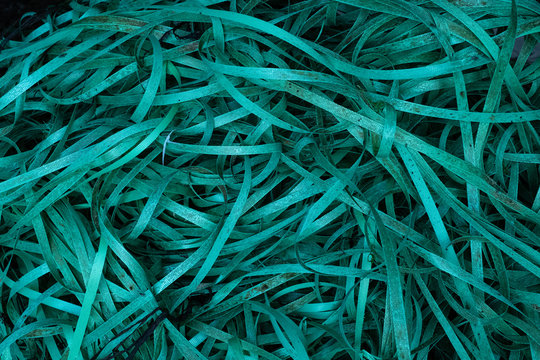Sangles plastiques rejet&eacute;es par la mer sur une plage de Bretagne
