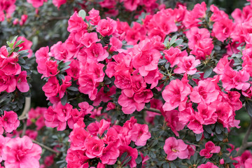 red azalea, gardening concept, bush of blooming azalea, background for a card. Spring flowers