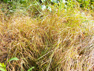 yellow and green grass on the field in early autumn. autumn landscape