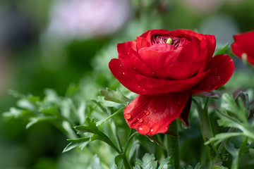 Red ranunculus asiaticus flower with dew drops on the petals
