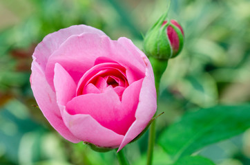 Pink roses with blurred pattern background