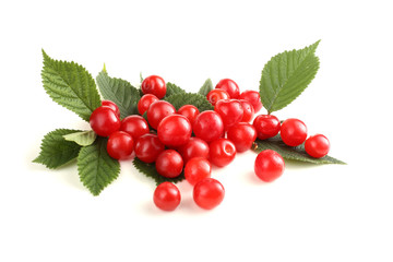 Nanking cherry and branch