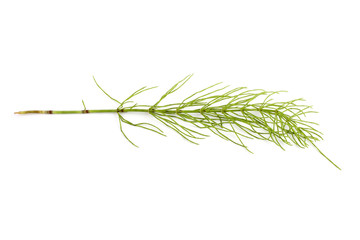 Fototapeta premium Horsetail isolated on white