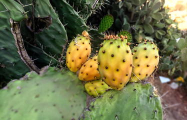 Close up on a green prickly pears leaf (Opuntia ficus indica) also known as Barbary fig, a species of cactus whose fruit have succulent honey like flesh inside.