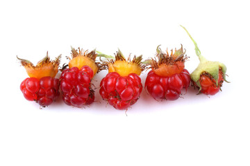 Korean raspberry (Rubus crataegifolius)
