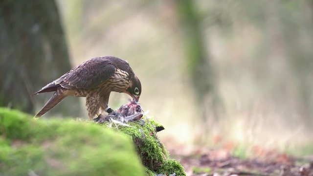 Peregrine falcon tearing its prey. Slow motion of bird of prey. Falconery bird.