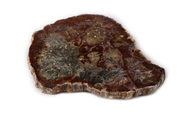 Ancient wood fossil