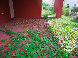 Growing weed spreading on the floor of abandoned house