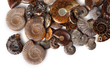 Ammonites isolated on white. Different ammonite varieties