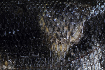 Rudd fish scales background © Alex Coan