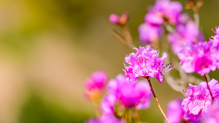 pink flowers in garden