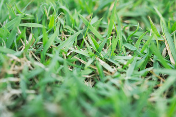 Green grass background texture. Green lawn texture background.