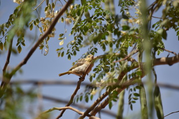la baldade des oiseaux