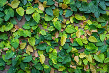 climbing plants on the wall background