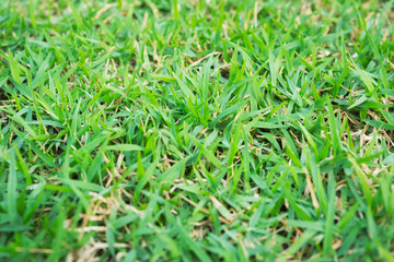 Green grass background texture. Green lawn texture background.