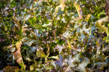 organic green oak leaf lettuce and red oak lettuce on healthy vegetables salad food background