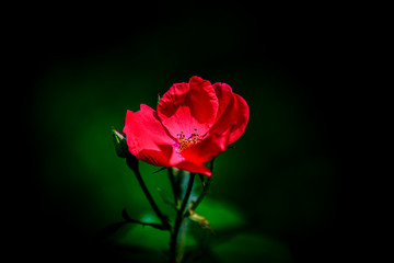 red rose on black background