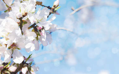 A branch of cherry blossoms. Sunlight through the branches. Spring background.