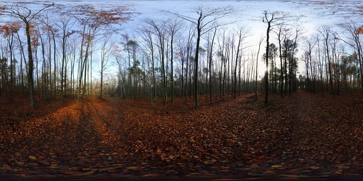 Autumn forest HDRI Panorama