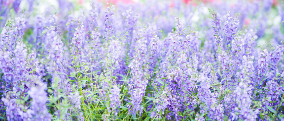 Spring field with wild flowers