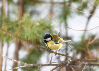 small bird tit sitting on a tree branch, close-up