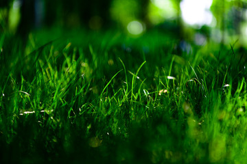 dew on grass