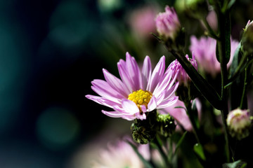 Obraz premium Macro close-up bouquet of the blooming buds of Aster amellus.