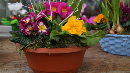 spring arrangement of bright flowers in a pot