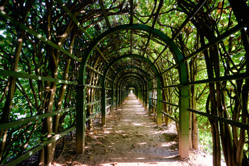 Green plant park tunnel. Gardening design.