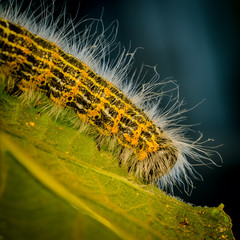 Hairy Catepillar