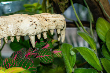 Crocodile jaw in the rainforest. White weathered bone in dense green vegetation. Teeth. Bright leaves with red veins.