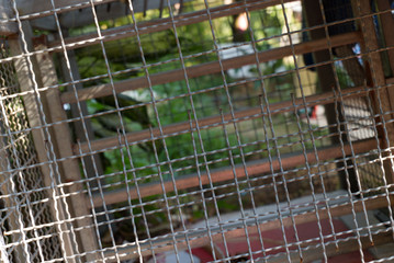 Steel cage with nature and garden.