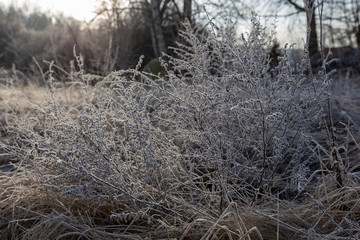 frosted plants