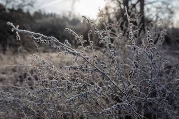 branches of a tree in winter