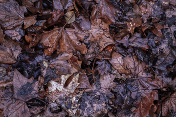 Autumn textured ground